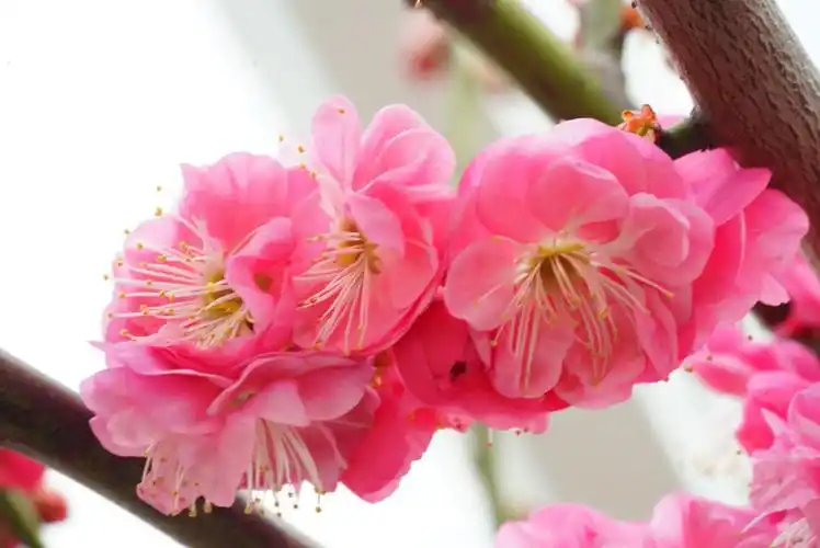 梅花比一比 鲜花照人更靓丽 名花有主待嫁娶 含苞欲放在窗前 近水楼台