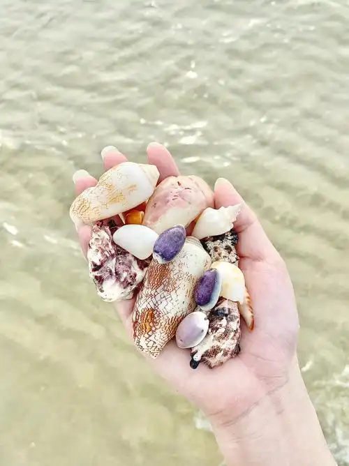 涠洲岛捡贝壳一个人承包整片沙滩