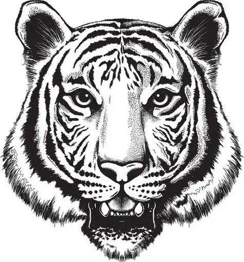 老虎怎么画素描老虎怎么画素描霸气