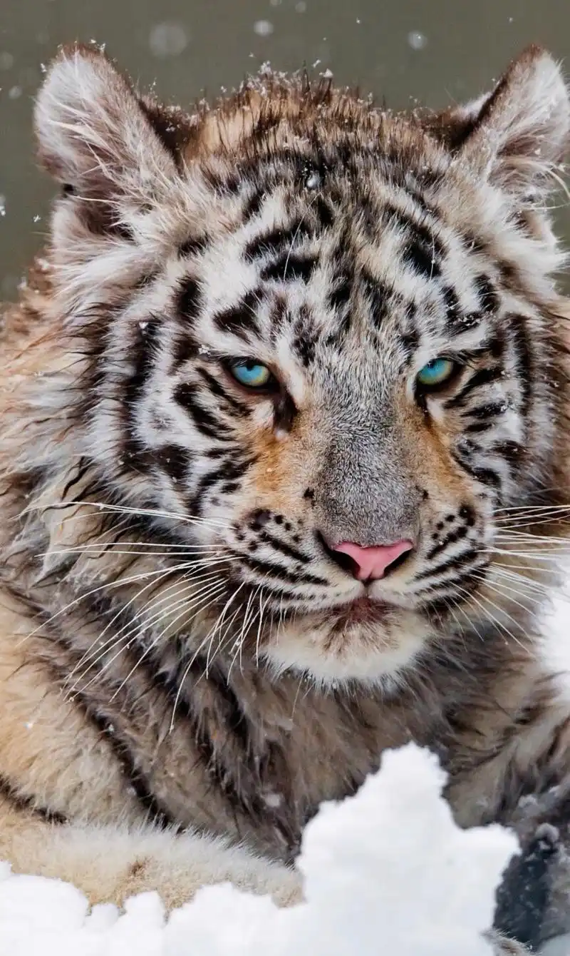 分享一组大自然的王者,凶猛霸气的老虎图集