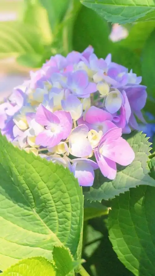 壁纸分享,我最喜欢的绣球花