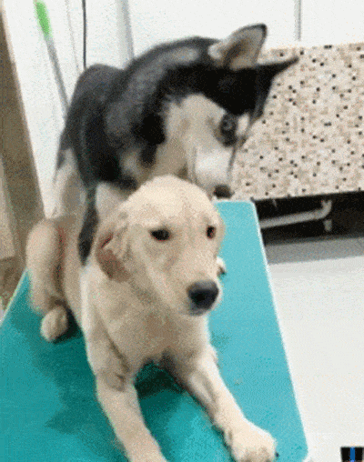 搞笑动态趣图gif宿舍里来了一个大妈