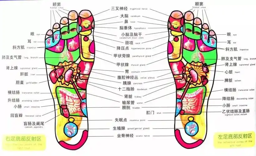 且经现代科研证明:人的双脚上存在着与各脏腑器官相对应的反射区和