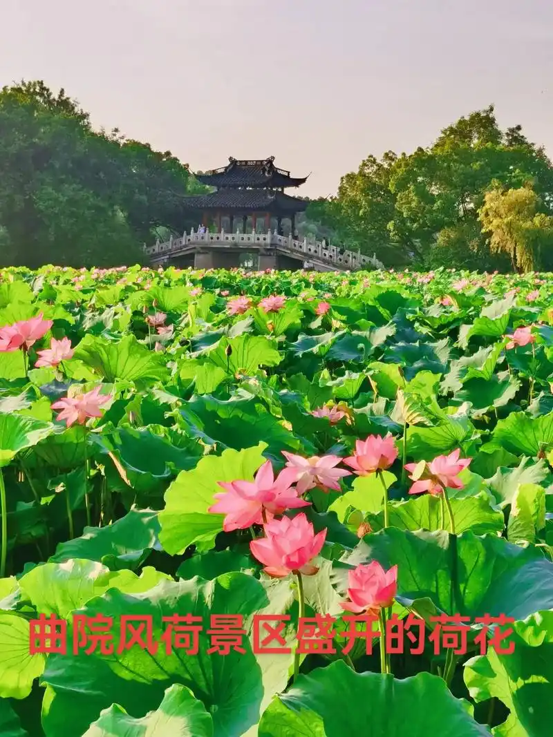 抖音图文来了          杭州西湖风景区:曲院风荷景 - 抖音
