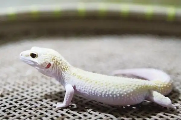 白色的壁虎暂未发现有名字,比较稀少,壁虎,是蜥蜴的1种,又称守宫.