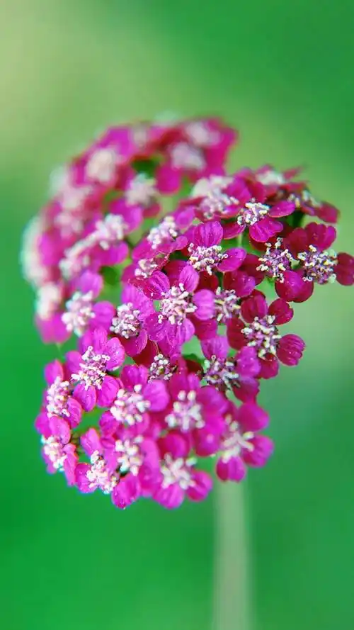 极美的花朵壁纸,流光溢彩