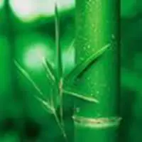 竹子头像唯美图片大全_微信头像图片大全