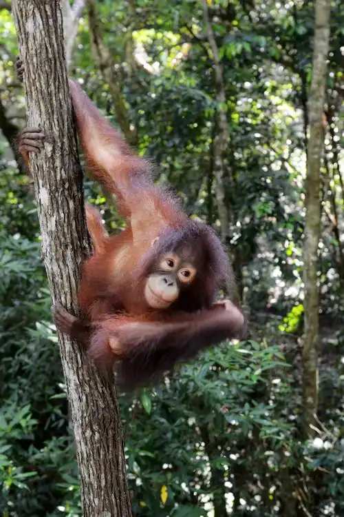 【初访大马】之十一 戏看红毛猴