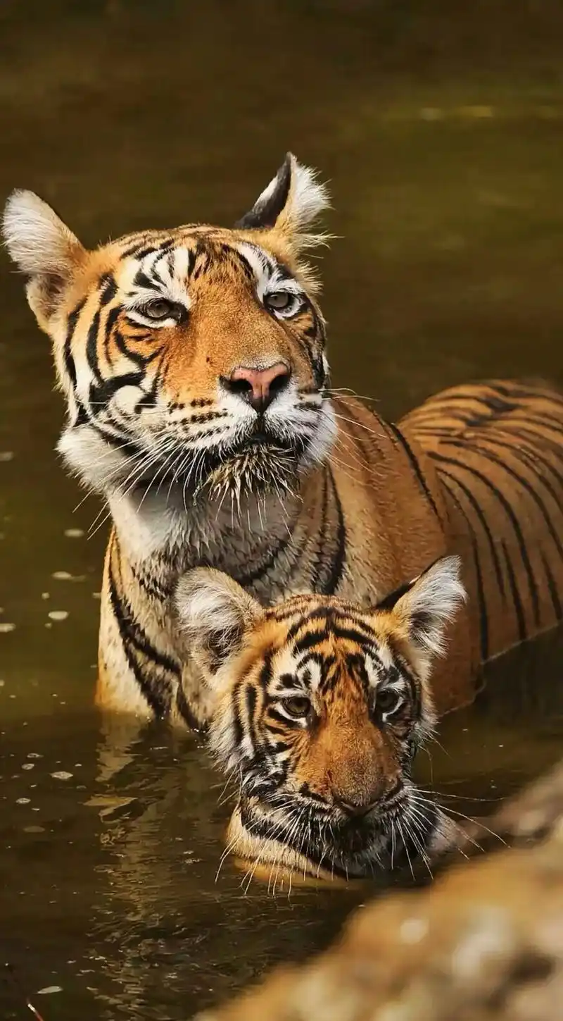 分享一组大自然的王者,凶猛霸气的老虎图集