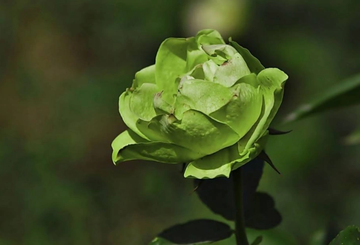 6.绿色: 绿色的月季花有绿星,绿萼.