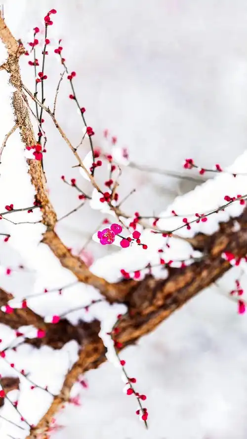 雪水融融堪逝去 春贪旧岁一枝梅