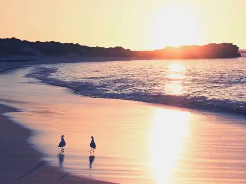 沙滩,大海,沙滩,海浪,海鸥,日出 壁纸 - 1920x1440