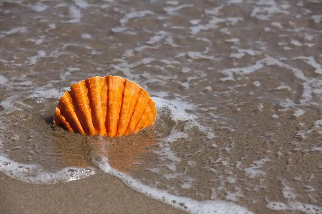 橙色的扇贝壳被困在沙滩
