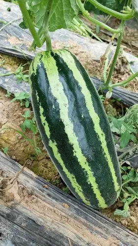 本园甜瓜镇平只此一家,品种非常好吃,你要是不信可以来品尝,园里的瓜