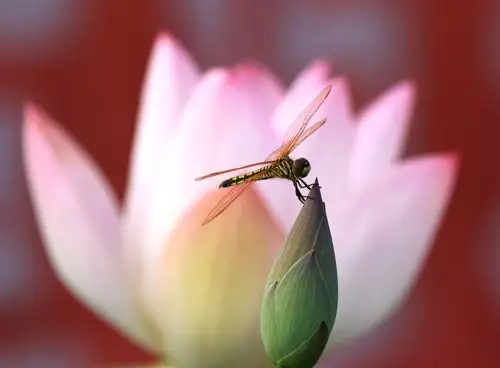 荷花&蜻蜓