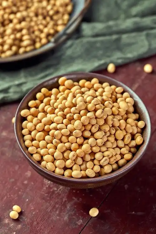 黄豆样片拍摄|九零微文化