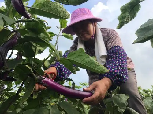 瀑泉村菜农高兴地采摘茄子.黄佑昕 摄