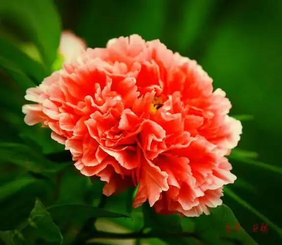 五彩斑斓多彩牡丹七彩纷呈