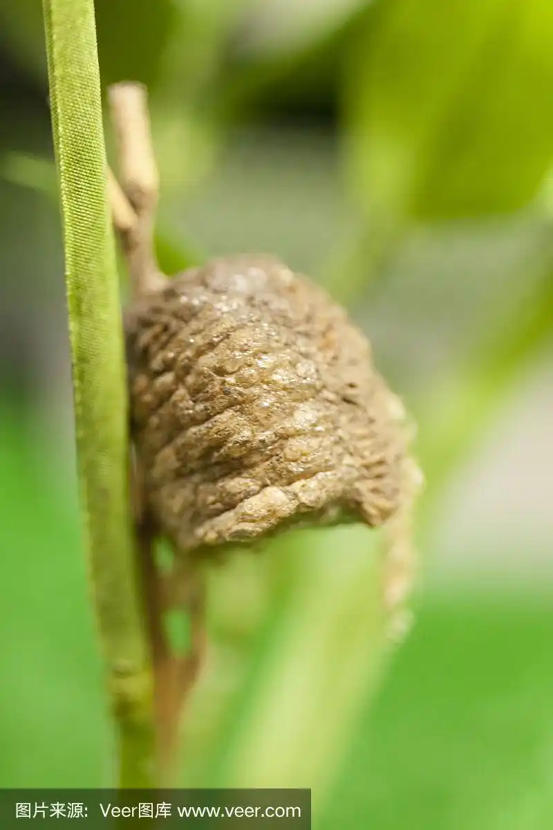 螳螂,卵,中国螳螂,垂直画幅,宠物
