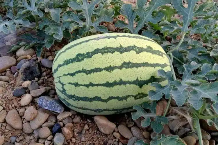 宁夏石头瓜,石头缝里长出来的瓜,吃瓜群众的最爱