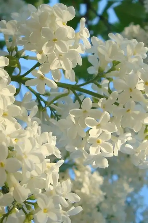 白丁香花,春天 iphone 桌布