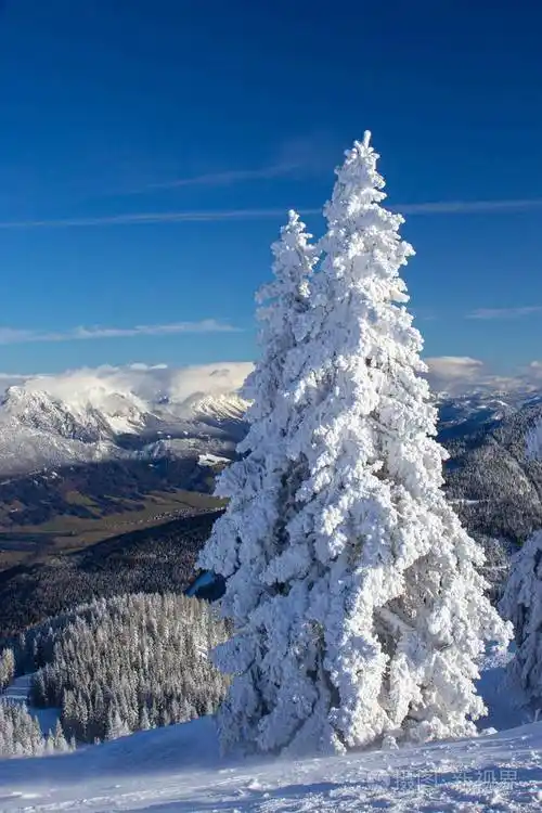 阿尔卑斯山白雪皑皑的松树照片-正版商用图片28874a-摄图新视界