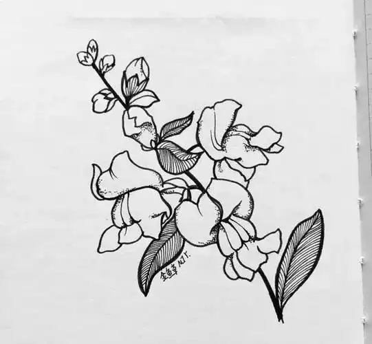 基础手绘|练完这些线条,你画出的线描就无敌了!