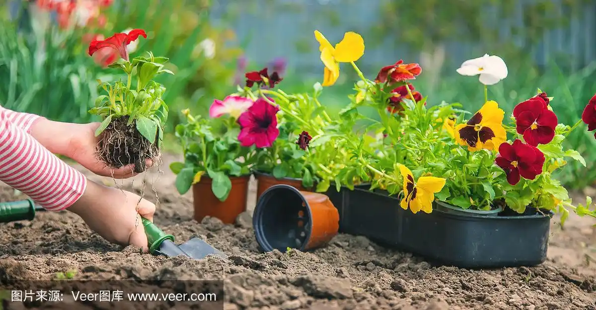 一个孩子在花园里种花.有选择性的重点.