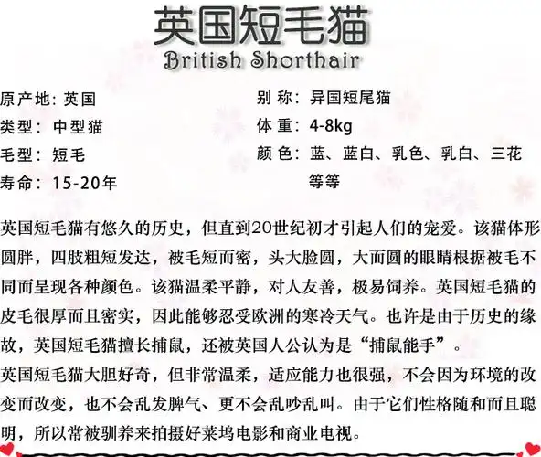 出售纯种活体凯米尔色苏格兰折耳英短猫咪幼猫幼崽小猫宠物猫短毛