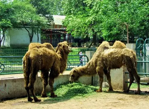 淮安市动物园门票价格_淮安动物园好玩吗