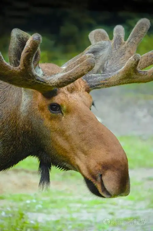 驼鹿照片-正版商用图片01yqbx-摄图新视界