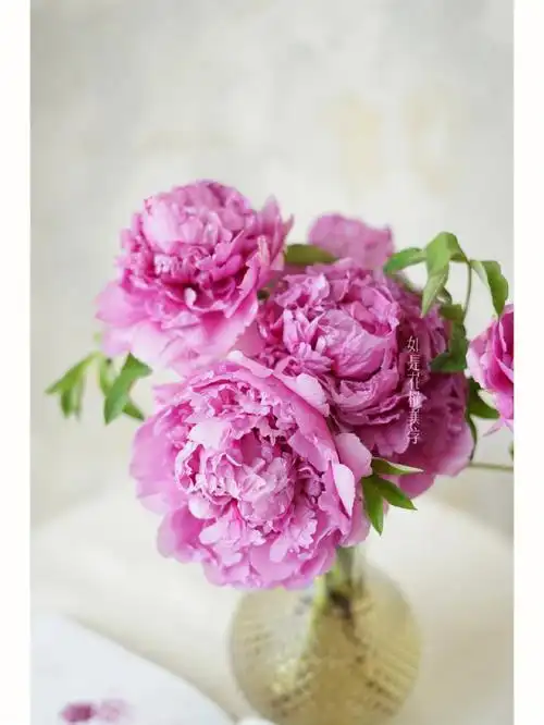 菏泽重瓣牡丹 #卷叶红牡丹