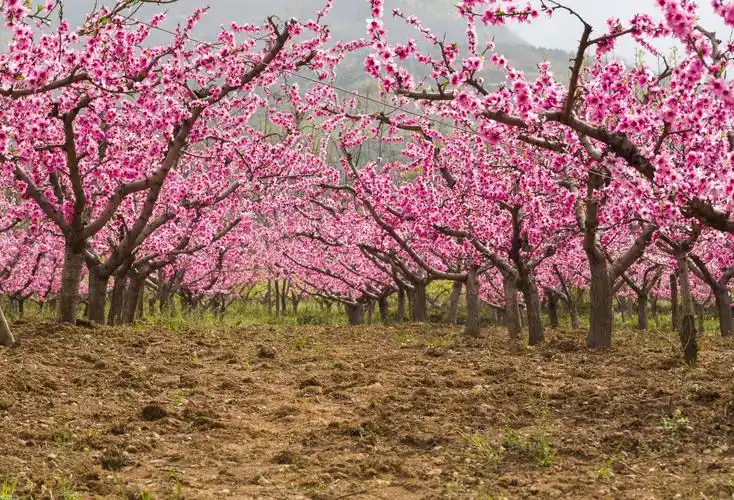 桃花盛开的季节