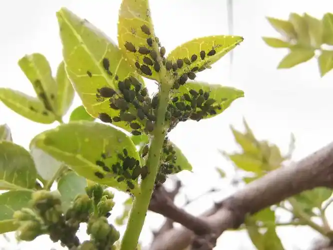 蚜虫出现危害大,防止泛滥靠科学