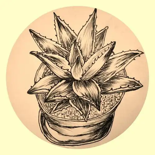 齐巧云初学铅笔画(盆栽植物篇)