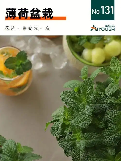 00薄荷拾一叶薄荷治愈整个夏日