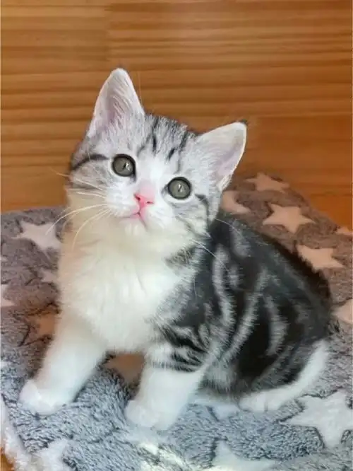 美短猫一窝,两个来月了,会用猫砂了,疫苗驱虫按时