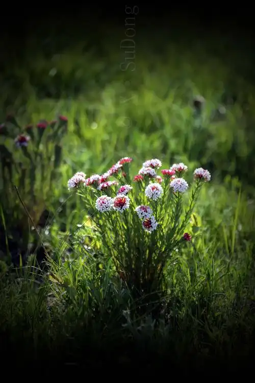 阵雨暂停漫阴天,草原最美风景展