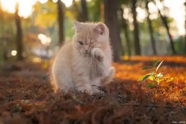 壁纸 动物 640_427