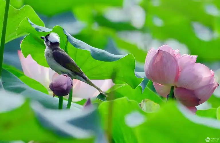 采风《荷花池习拍鸟》花絮9-手机摄影-光影中国网-36.01ny.
