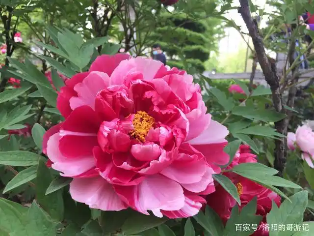 各种品种各种颜色的牡丹花,请来河南洛阳王城公园欣赏