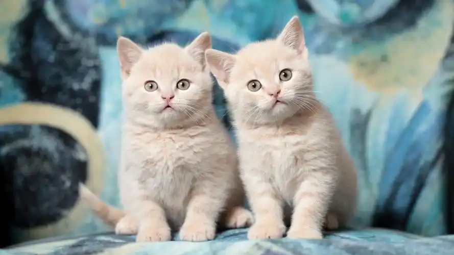 首页 桌面壁纸 布偶小猫可爱呆萌高清电脑壁纸上一张下一张查看原图