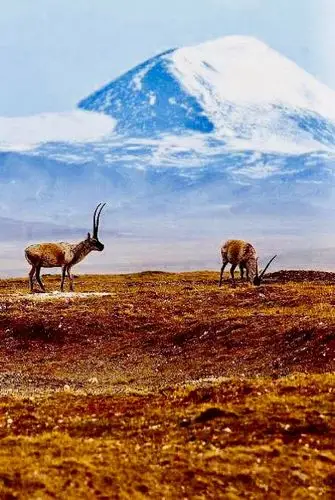 穿越藏北可可西里