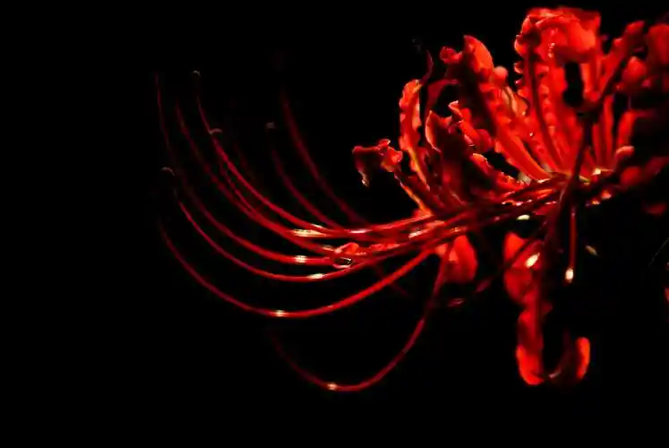 这天是黄道吉日吗?