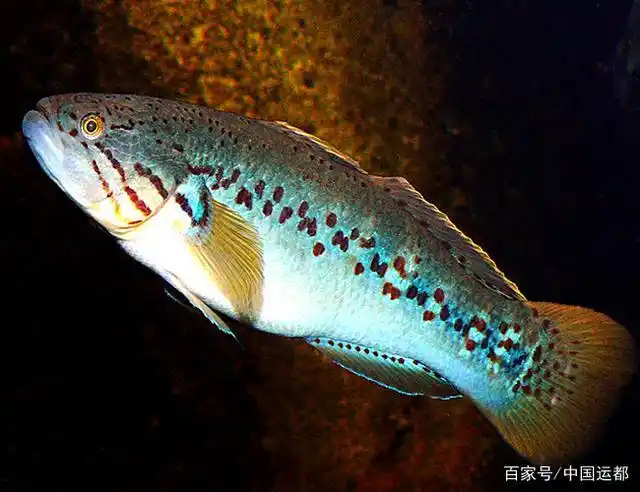 「威海运都」☆海识|澳大利亚鱼类