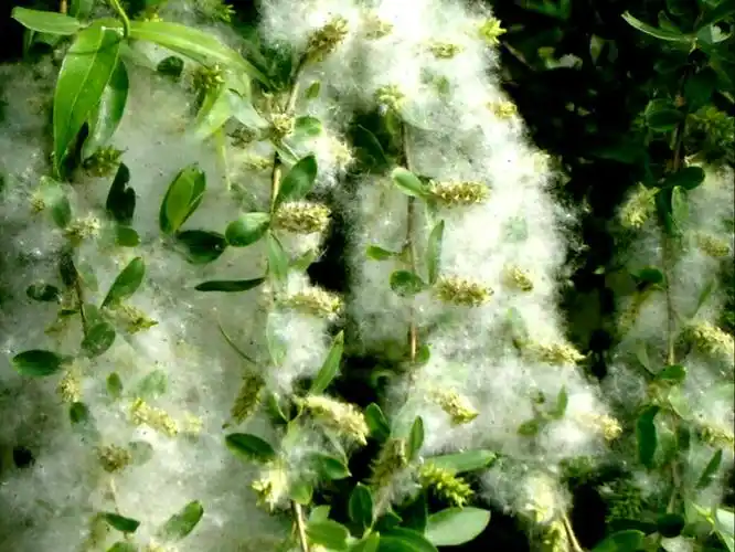 《柳絮满天飞》