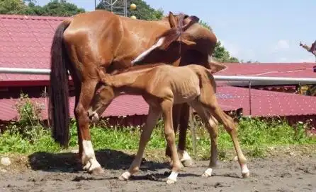马在什么繁殖季节