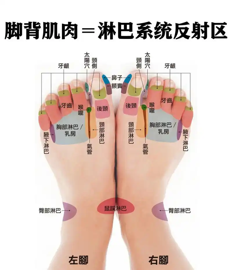 最全【脚部反射区图解】五脏六腑 淋巴系统 🦶按脚底➕脚背,健康