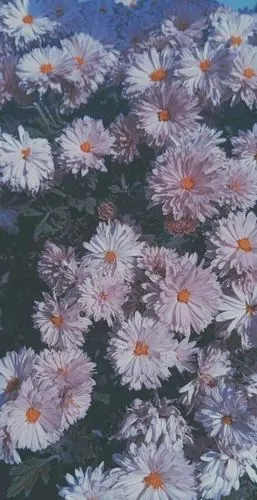 文案配图-辞九文案馆-话本小说网