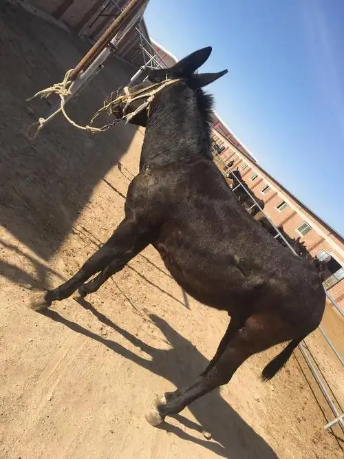 怎样才能养好种公驴